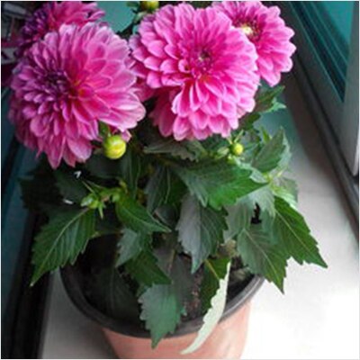 Big Dahlia (Pink) - Plant